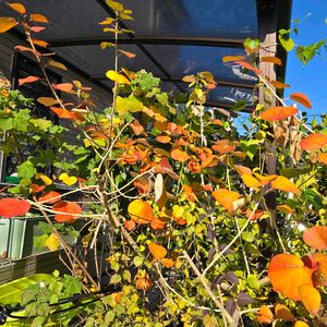 ハマボウ,ハマボウ,鉢植え,今日の一枚,玄関アプローチの画像