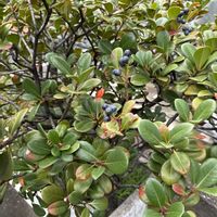 シャリンバイの画像