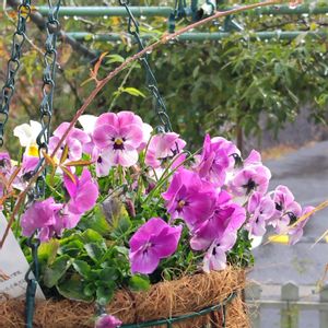 ビオラ,鉢植え,我が家の庭,ハンギングバスケット,かわいい花の画像