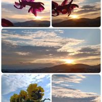 シャコバサボテン,パンジー,雲仲間の画像