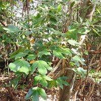 カクレミノ,なとぷー樹木,須崎.爪木崎遊歩道の画像