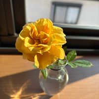 ミニバラ,ビタミンカラーの画像