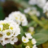アリッサム,ネメシア,ネメシア,ミラーレス一眼,今日も今日とて‪ෆ  ̖́-‬の画像