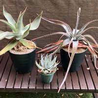 アロエ,アロエスプラフォリアータ,アロエ ストリアータ,アロエ ペグレラエ,多肉植物の画像