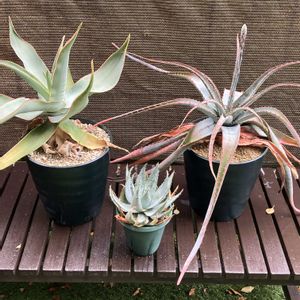 アロエ,アロエスプラフォリアータ,アロエ ストリアータ,アロエ ペグレラエ,多肉植物の画像