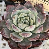 エケベリア,秘境ゼリー,エケベリア属,可愛い,元気！の画像