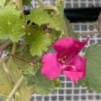 簡易温室,ロフォスグランデの画像