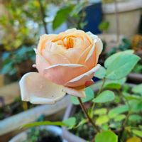 オキザリス,バラ,ヒイラギ,世界中の人々が平穏に暮らせますようにの画像