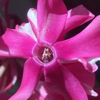 シクラメン,シクラメン,ガーデンシクラメン,ピンク,癒しの画像