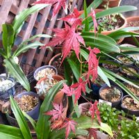 モミジ,もみじ紅葉,ベランダの画像