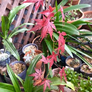 モミジ,もみじ紅葉,ベランダの画像