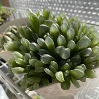 ハオルチア,ハオルチア オブツーサ,多肉植物の画像