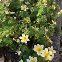 ウインターコスモス,癒し,和む,ウォーキング,愛の花♡の画像