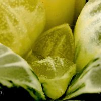 ラブハート錦,ハオルチア属,多肉ちゃん,ボタニカルライフ,ベランダーの画像