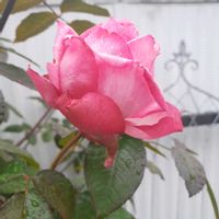 ハンス ゲーネバイン,手作りの庭,バラ大好き,咲いてくれてありがとう❤,ばら バラ 薔薇の画像