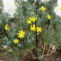 ユリオプスデージーの画像