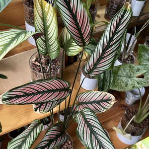 カラテア,カラテア,観葉植物,ハイドロカルチャー,クズウコン科 の画像