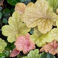 ヒューケラの画像