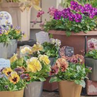 パンジー,ビオラ,ビオラ　アイクルール,ビオラ・トルニー,パンジー　フリルフロマージュの画像