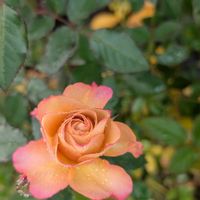 ミニバラ,ミニバラ　カーナ　ハニーゴールド,可愛い〜♡,花のある暮らし,植物のある暮らしの画像
