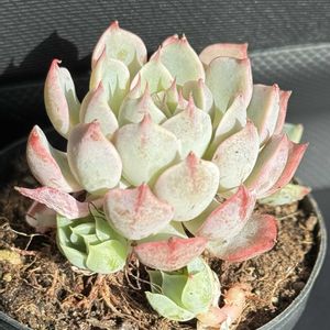 アレグラ,多肉植物,多肉大好き,多肉棚,おうち園芸の画像