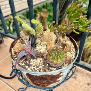 アロエ,ゴーラム,サボテン,十二の巻,ウチワサボテンの画像