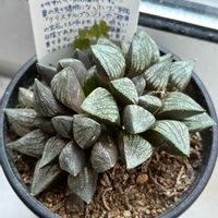 多肉植物,ハオルチア属,多肉大好き,多肉中毒,アパートの画像