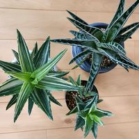 千代田錦,千代田錦,不夜城錦,不夜城錦,アロエ　健康うぐいすの画像