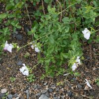 チェリーセージの画像