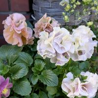 パンジーの画像