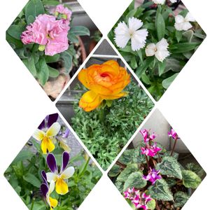 GSに感謝。,土曜日の朝,わんこと暮らす,初冬の頃,人に優しくの画像