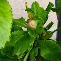 クリスマスローズ,花のある暮らし,緑のある暮らし,植物のある暮らし, クリスマスローズの画像