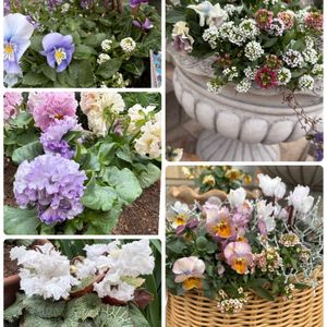 ビオラ,シクラメン  スワン,シクラメン  スワン,フリル咲きパンジー アンティークラッフル,フリル咲きパンジー アンティークラッフルの画像