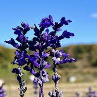 サルビア,ファリナセア,お出掛け先,可憐な花,美しく青きドヨウの画像