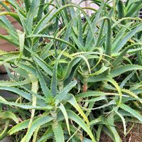 ナンテン,ナンテン,ホオズキ,ホオズキ,柚子の画像