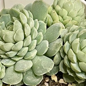 ボールオブファット,多肉植物,エケベリア属,多肉大好き,多肉中毒の画像