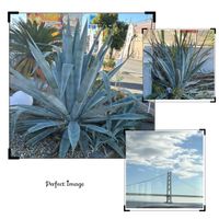 アガベ,おでかけ先,キュンキュン乙女倶楽部,GS映え,植欲増進中の画像