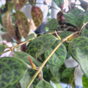 エスキナンサス,エスキナンサス・マルモラタス,多肉植物,観葉植物,エスキナンサス マルモラタスの画像