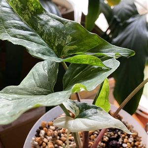 シンゴニウム・フレンチマーブル,シンゴニウム・シュリンクハート,PR,三ツ星品質モニター,シンゴニウムモニターの画像