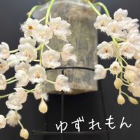 Cl. Grace Dunn 'Beaver Valley'(OG),Cl. Grace Dunn 'Beaver Valley'(OG),クロウェシア グレースダン’ビーバー バレー’,クロウェシア グレースダン’ビーバー バレー’,可愛いの画像