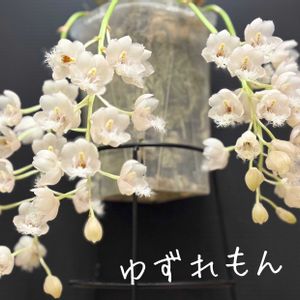 Cl. Grace Dunn 'Beaver Valley'(OG),Cl. Grace Dunn 'Beaver Valley'(OG),クロウェシア グレースダン’ビーバー バレー’,クロウェシア グレースダン’ビーバー バレー’,可愛いの画像