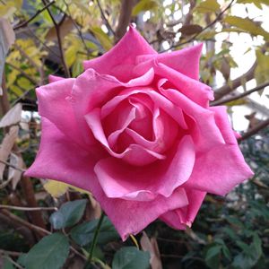 鉢植え,ガーデニング,散策,植え込みの画像