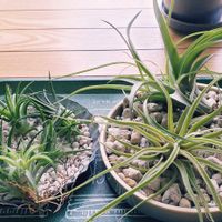 チランジア,イオナンタ,カプトメデューサエ,カピタータ,エアプランツの画像