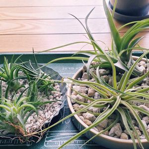 チランジア,イオナンタ,カプトメデューサエ,カピタータ,エアプランツの画像