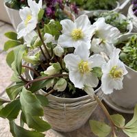 クリスマスローズ,ラナンキュラスラックス,風除室の画像