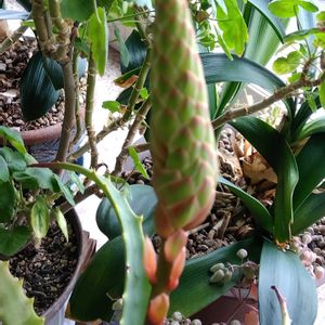 アロエ,窓辺の植物,みんな可愛い♡,スマホで撮影,今日のお花の画像