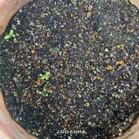 ネモフィラ,新芽,植物のある暮らし,植物の生命力,その他エクステリアの画像