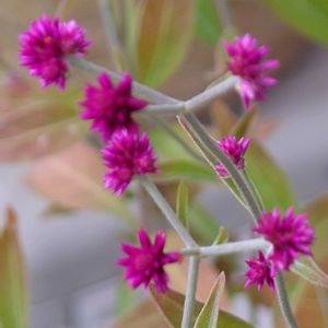 小さな庭の画像