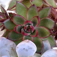 エケベリア属,花のある暮らし,多肉のある暮らし,植物のある暮らし,多肉女子の画像