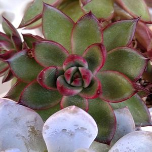 エケベリア属,花のある暮らし,多肉のある暮らし,植物のある暮らし,多肉女子の画像